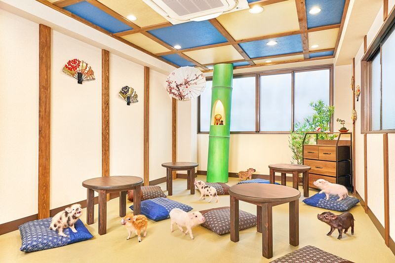Micro Pig Cafe Experience in Kyoto - Children, mobility, and animal-welfare considerations