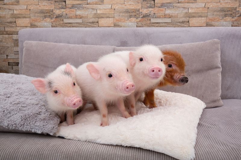 Micro Pig Cafe Experience in Meguro Tokyo - What to know before you book