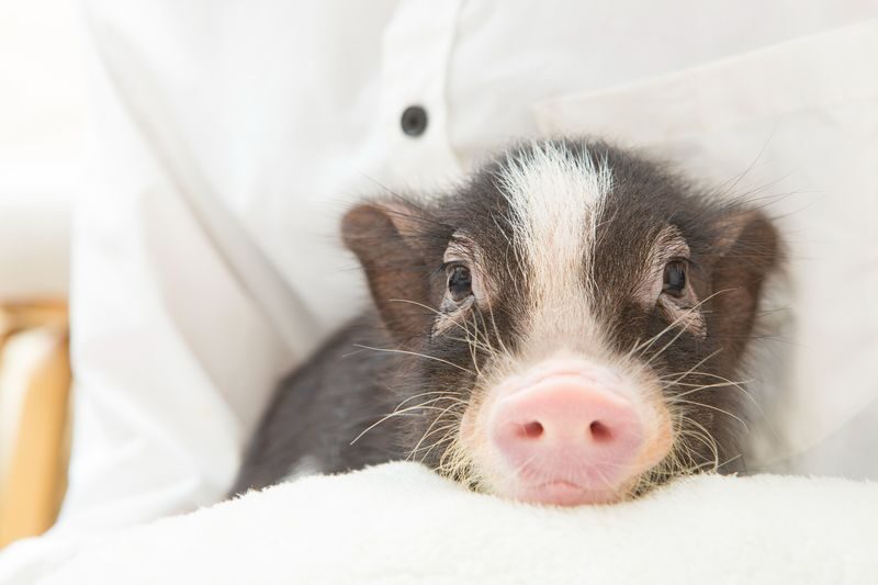 Micro Pig Cafe Experience in Meguro Tokyo - The drink, donut, and postcard