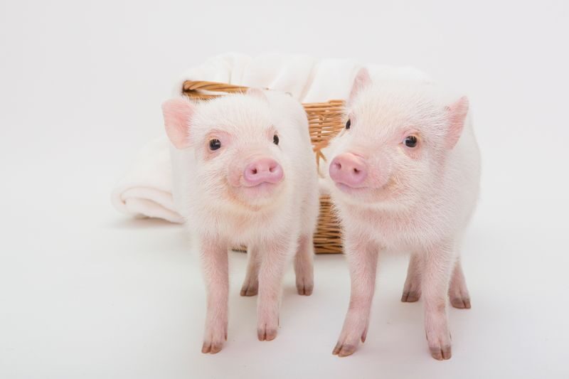 Micro Pig Cafe Experience in Meguro Tokyo - How much value do you get for $20.85?