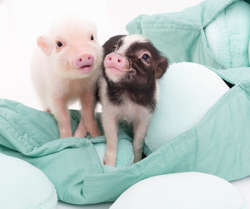 Micro Pig Cafe Experience in Nagoya - A one-hour break with a distinctly Nagoya twist