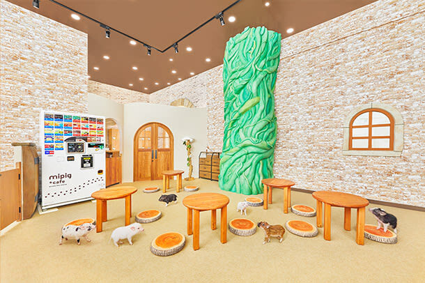 Micro Pig Cafe Experience in Nagoya - Drinks, the postcard and what the price covers