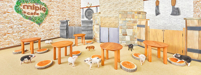 Micro Pig Cafe Experience in Nagoya - Animal welfare and setting expectations