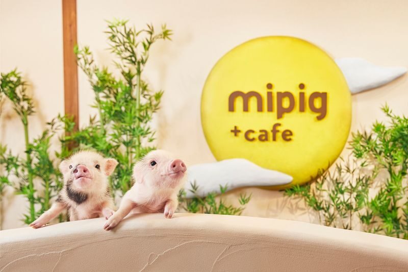 Micro Pig Cafe Experience in Osaka - A pig cafe, not a petting zoo
