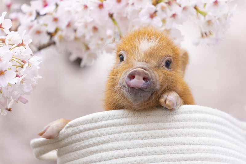 Micro Pig Cafe Experience in Osaka - The hour, from check-in to pig cuddles