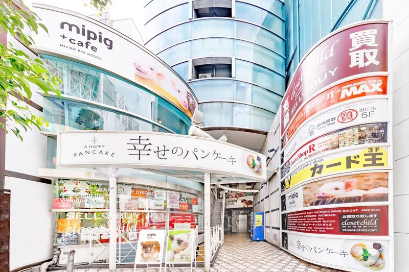 Micro Pig Cafe Experience in Osaka - The cafe setting, smells, and practical comfort