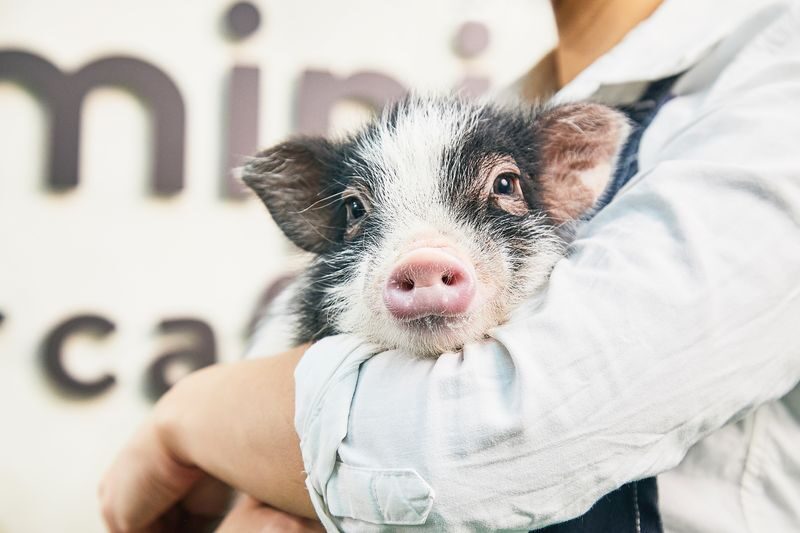 Micro Pig Cafe Experience in Osaka - Donut, drink, and postcard: what is included?