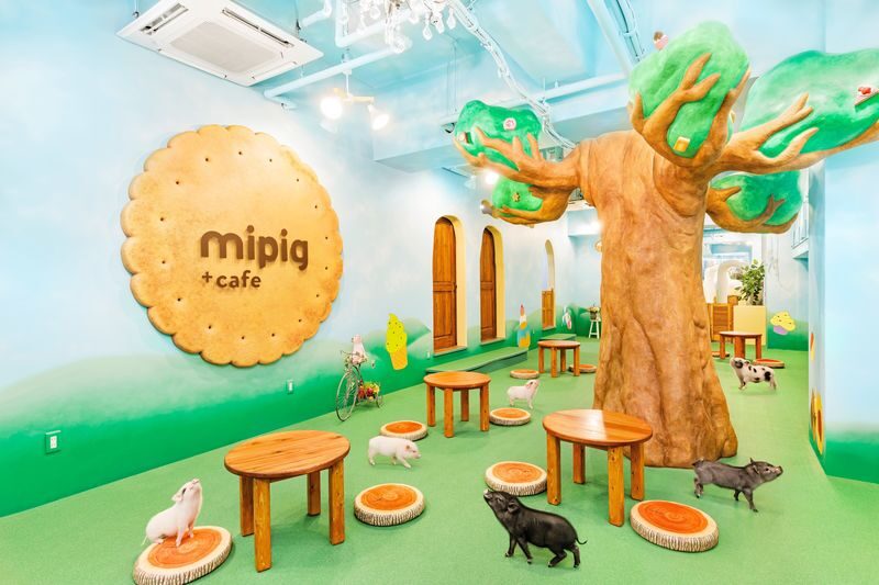 Micro Pig Cafe Experience in Osaka - Is $20.85 good value for an hour?