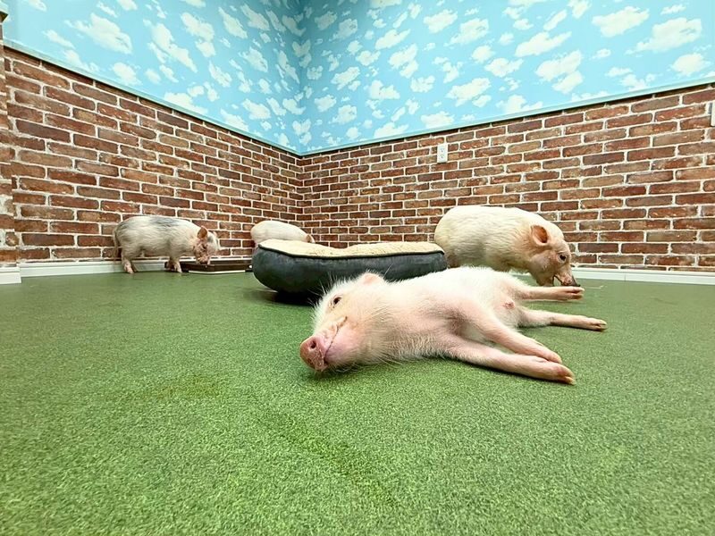 Micro Pig Cafe Experience in Osaka - Meet & Play at Buta Goya - What 30 minutes at Buta Goya feels like