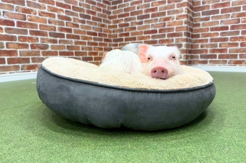 Micro Pig Cafe Experience in Osaka - Meet & Play at Buta Goya - Clean surroundings matter in an animal café