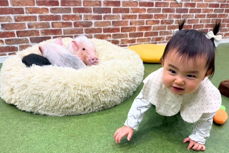 Micro Pig Cafe Experience in Osaka - Meet & Play at Buta Goya - A convenient stop in Osaka’s Joto ward