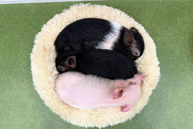 Micro Pig Cafe Experience in Osaka - Meet & Play at Buta Goya - Is US$15.79 good value for half an hour?