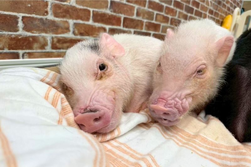 Micro Pig Cafe Experience in Osaka - Meet & Play at Buta Goya - The ASF rule is important