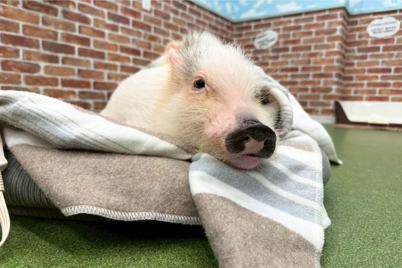 Micro Pig Cafe Experience in Osaka - Meet & Play at Buta Goya - Who will enjoy this café most?