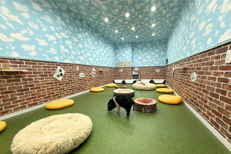 Micro Pig Cafe Experience in Osaka - Meet & Play at Buta Goya - Before you go