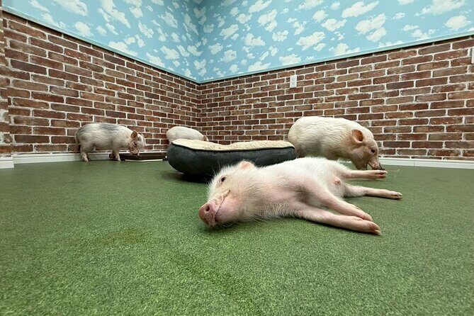 Micro Pig Café in Osaka Pet and Snap Cute Moments - Good To Know