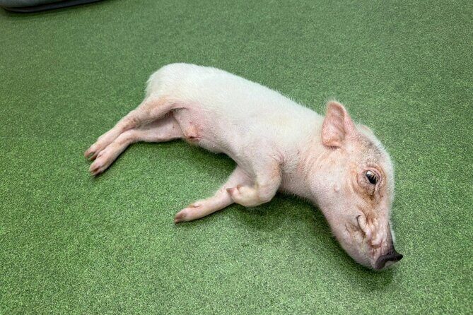 Micro Pig Café in Osaka Pet and Snap Cute Moments - What Travelers Say