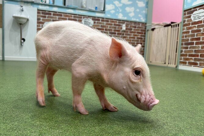 Micro Pig Café in Osaka Pet and Snap Cute Moments - Practical Tips for Visiting