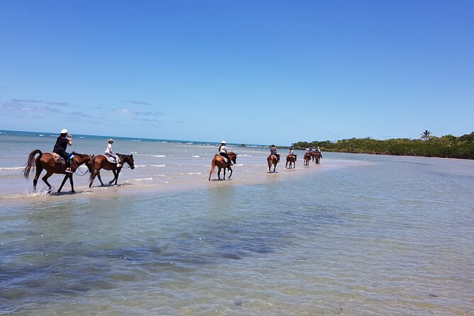 Mid-Morning Beach Horse Ride in Cape Tribulation - Reviews and Pricing