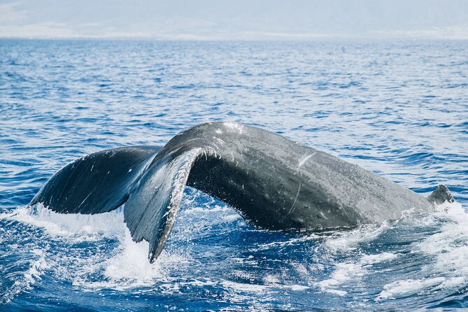Midday Sail With the Whales Maalaea - Activity Details