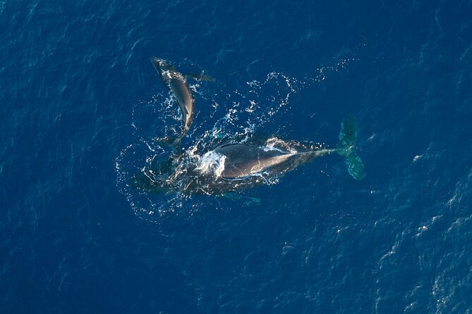 Midday Sail With the Whales Maalaea - Traveler Photos