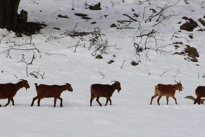 Middle Atlas Mountain Day Trip From Fez - Common Questions