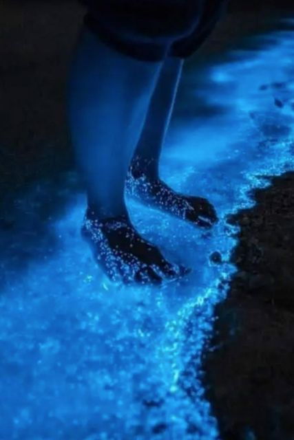 Midnight Holbox: Bioluminescence Kayaking Experience - Activity Details