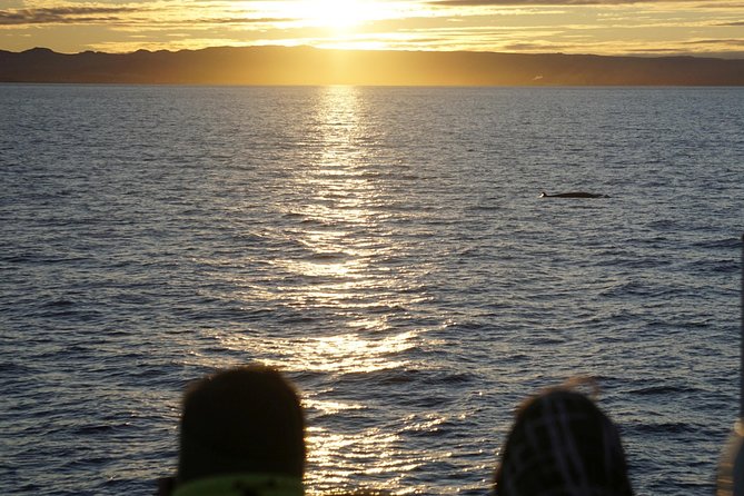 Midnight Sun Whale Watching From Reykjavik - Unique Combination of Attractions