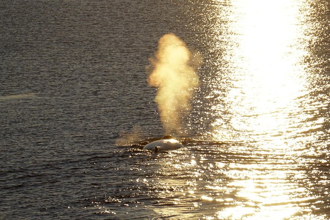 Midnight Sun Whale Watching From Reykjavik - Flexible Cancellation Policy