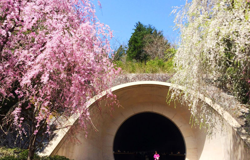 Miho Museum & Old Chikurin-in & Hiyoshi Taisha Shrine on Mount Hiei & Lake Biwa-Shirahige Shrine One-Day Tour (Osaka/Kyoto pick-up and drop-off available) - Shirahige Shrine brings the day to Lake Biwa