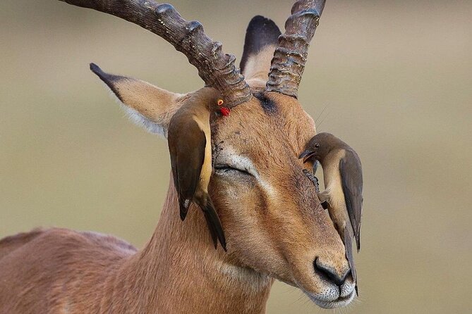 Mikumi National Park 3 Day Tour - The Sum Up