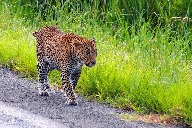 Mikumi National Park From Zanzibar 2 Days One Night Flying Option - Good To Know