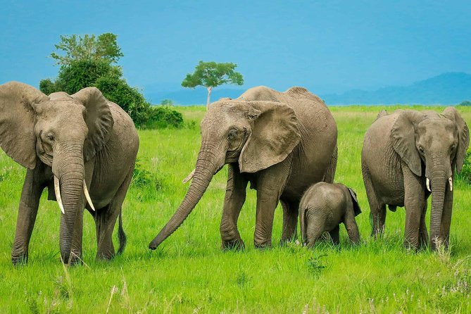 Mikumi National Park From Zanzibar 2 Days One Night Flying Option - Inclusions and Pickup Information