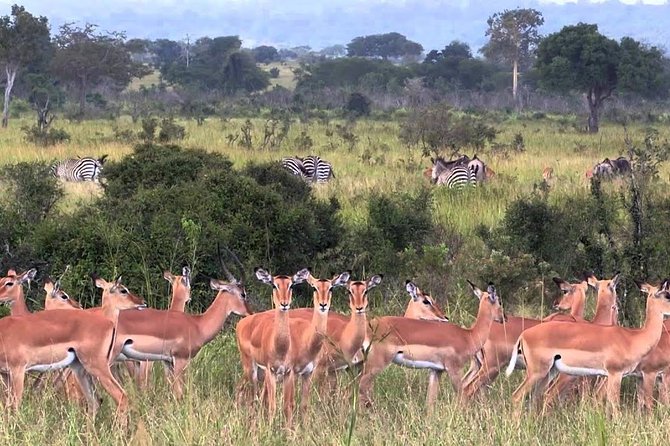 Mikumi National Park From Zanzibar 2 Days One Night Flying Option - Additional Details and Accessibility