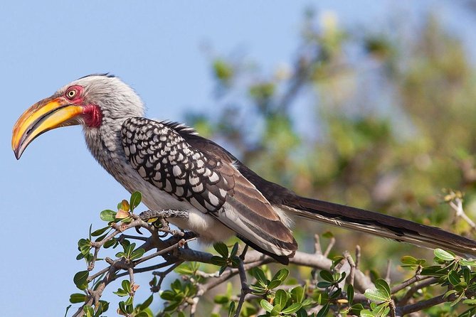 Mikumi National Park From Zanzibar 2 Days One Night Flying Option - The Sum Up