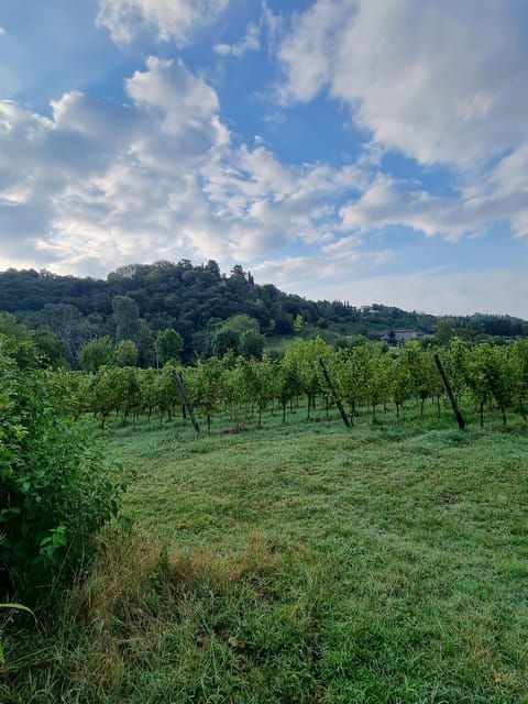 Milan: Bergamo High Town and Wine Tasting Tour - The Itinerary Breakdown: What Youll Actually Do