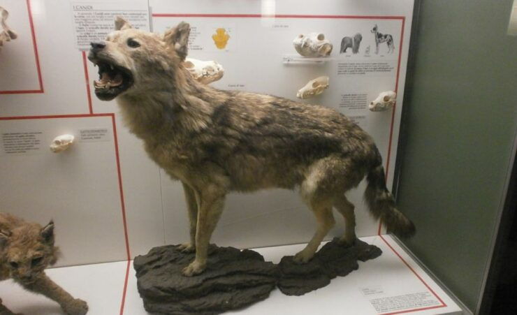 Milan: Natural History Museum Entry Ticket + Audio Guide - Good To Know