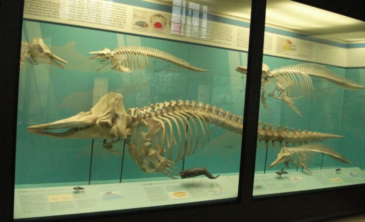 Milan: Natural History Museum Entry Ticket + Audio Guide - Experience Highlights at the Museum