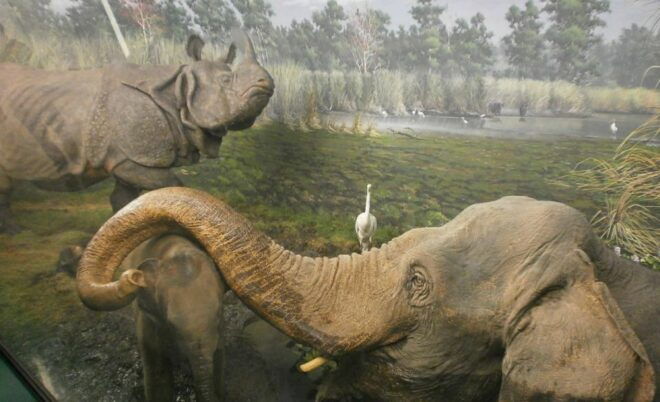 Milan: Natural History Museum Entry Ticket + Audio Guide - Meeting Information for Visitors