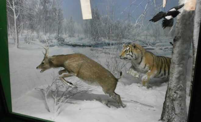 Milan: Natural History Museum Entry Ticket + Audio Guide - Important Tips for Museum Visit