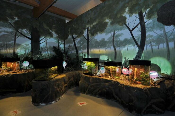 Milano Marittima: Butterfly House - Description of the Butterfly House