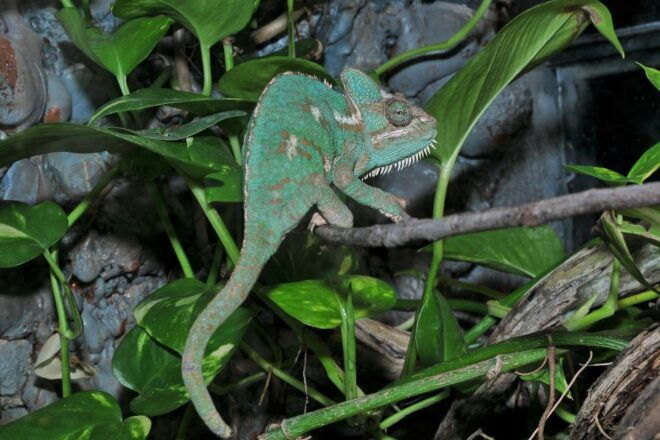 Milano Marittima: Butterfly House - Directions and Visiting Tips