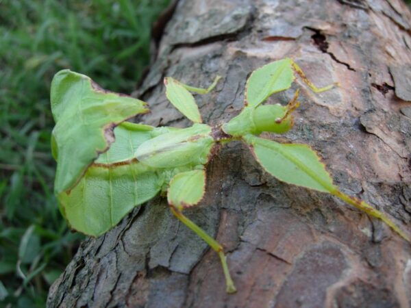 Milano Marittima: Butterfly House - The Sum Up
