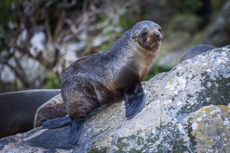 Milford Sound: 2-Hour Small Boat Scenic Cruise - Booking Details