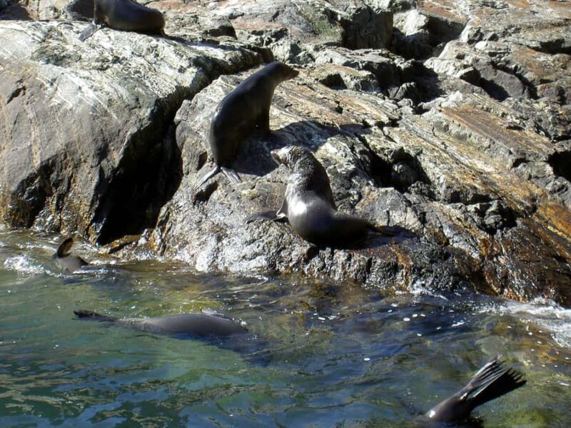 Milford Sound: Boutique Small-Boat Cruise - FAQs