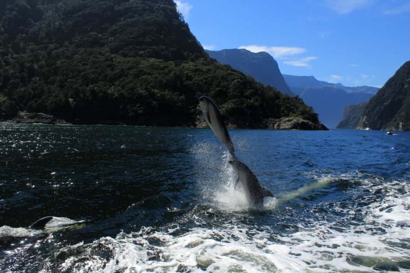 Milford Sound: Boutique Small-Boat Cruise - Final Word