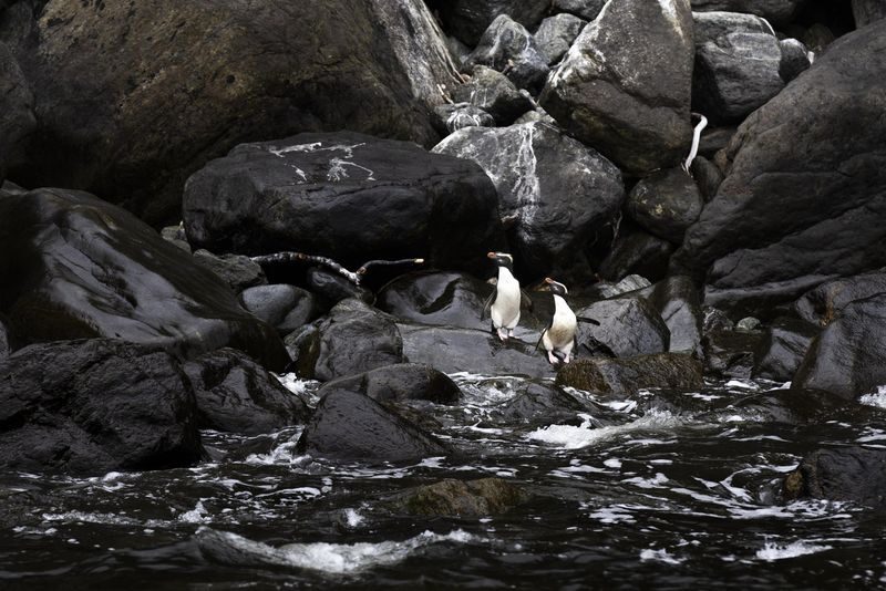 Milford Sound Cruise & Coach Day Tour - What the price buys, and what it does not