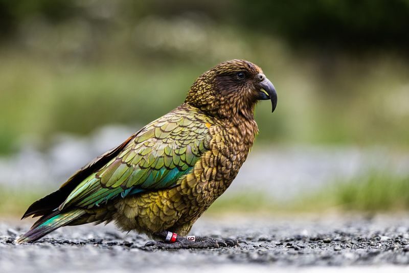 Milford Sound Cruise & Coach Day Tour - Timing, meeting point, and small print that matters