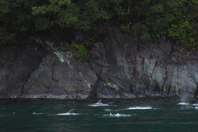 Milford Sound Cruise - Cruise Features and Highlights