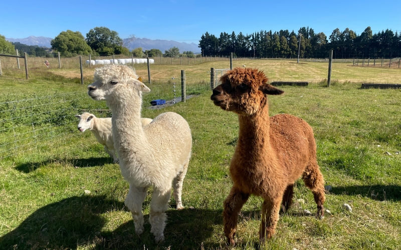 Milford Sound Cruise & Farm Tour with Transport from Queenstown - At a glance